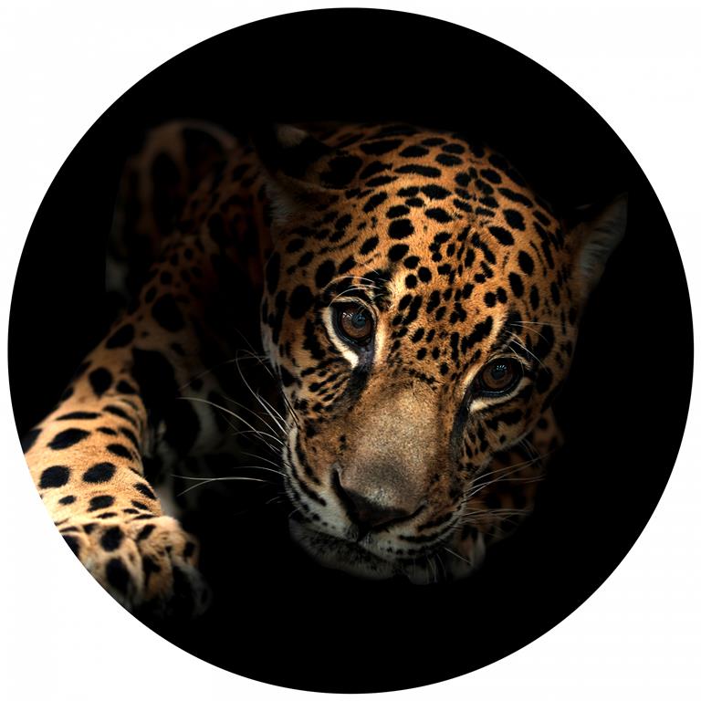 Seemly | Jaguar Muurcirkel