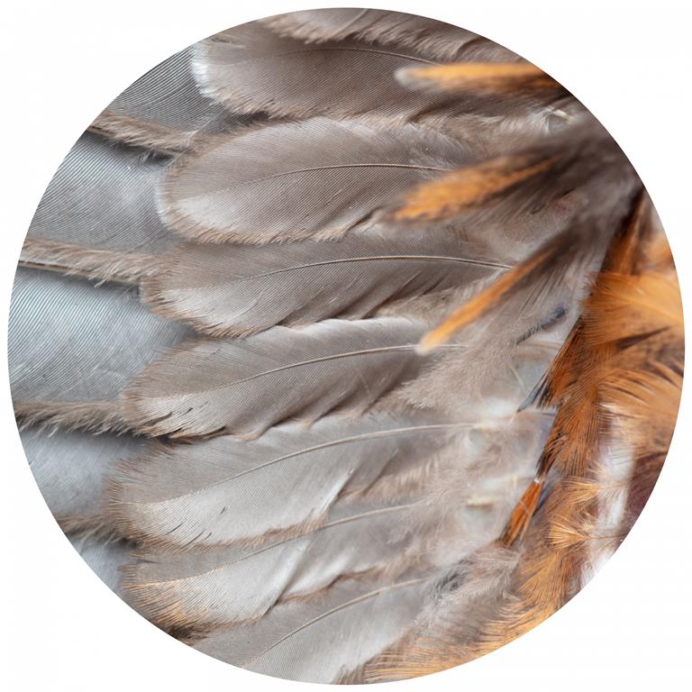 Seemly | Grey Orange Feathers Muurcirkel