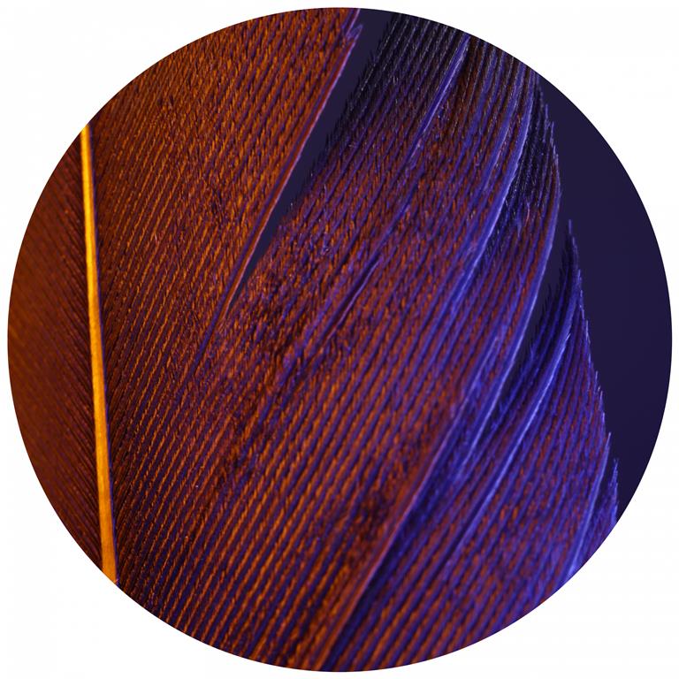 Seemly | Orange Blue Feather Muurcirkel