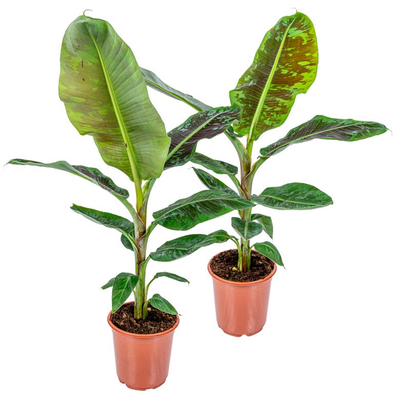 Bloomique 2x Musa Cavendish Bananenplant ⌀21 cm ↕90-100 cm