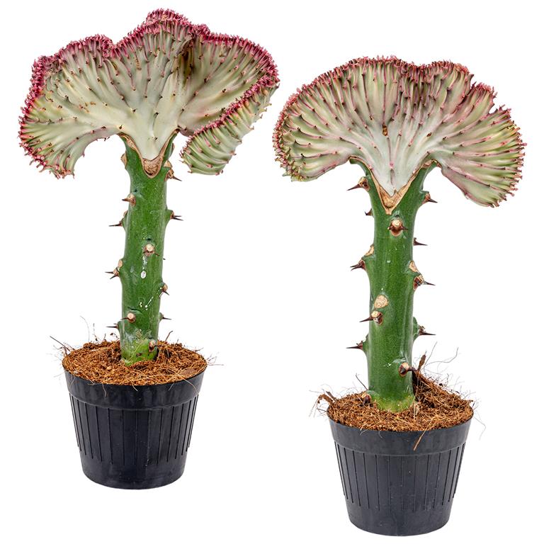 Bloomique 2x Euphorbia Lactea 'Cristata' ⌀11 cm ↕30 cm