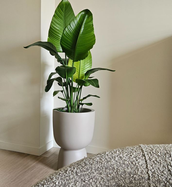 elho Pure Coupe Bloempot Ø 41 cm - Rosy Brown