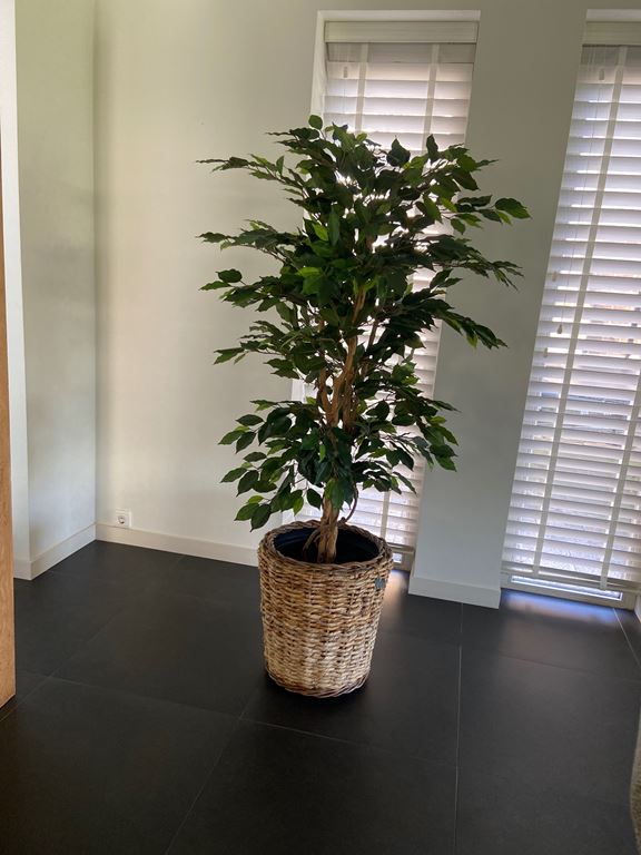 Mica Decorations Ficus Kunstplant - H150 x Ø85 cm - Groen
