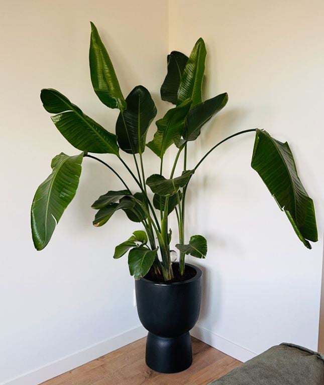 elho Pure Coupe Bloempot Ø 41 cm - Rosy Brown