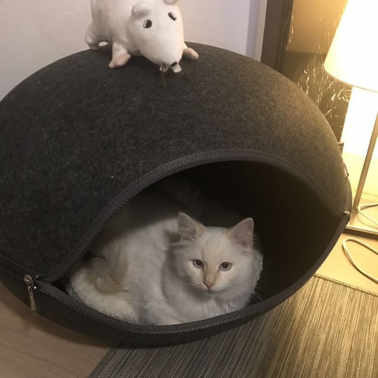 Beeztees Innu Katteniglo