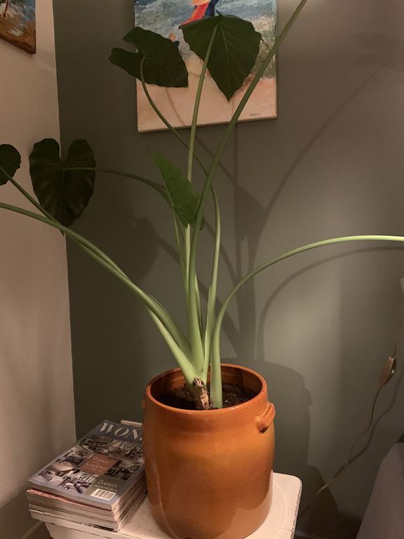 Serax Tabor Pot M/Ø 25 cm