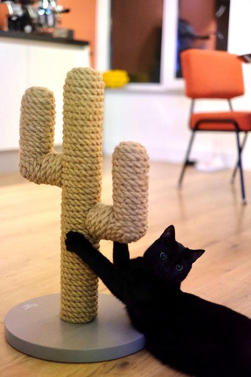 Designed by Lotte Cactus Krabpaal