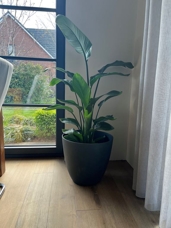 Mica Decorations Bravo Bloempot 