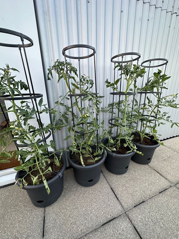 elho Green Basics Tomatenpot 33 cm