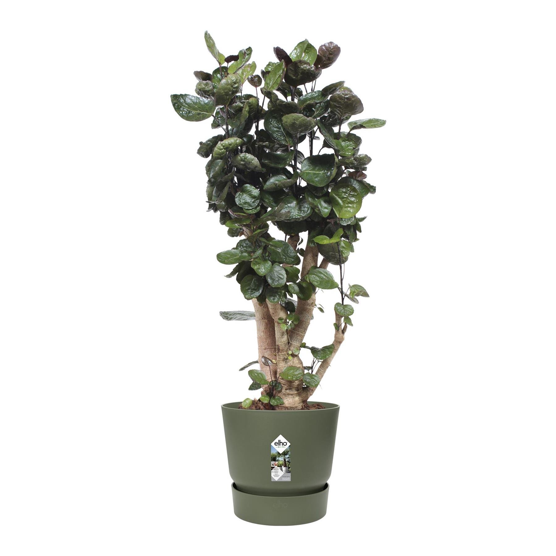 elho Greenville Bloempot 47 cm
