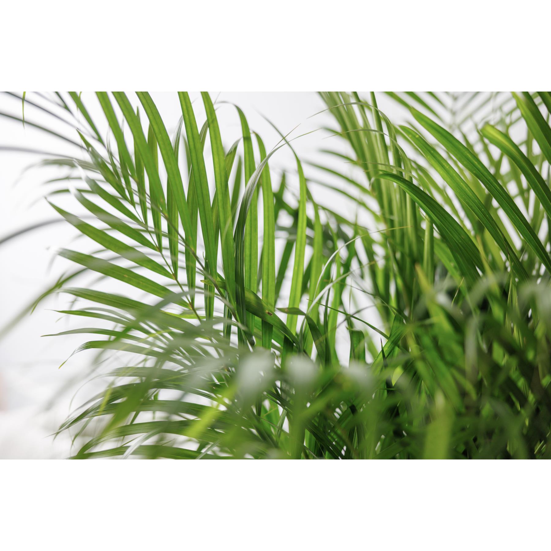 Fleurdirect Goudpalm Areca L