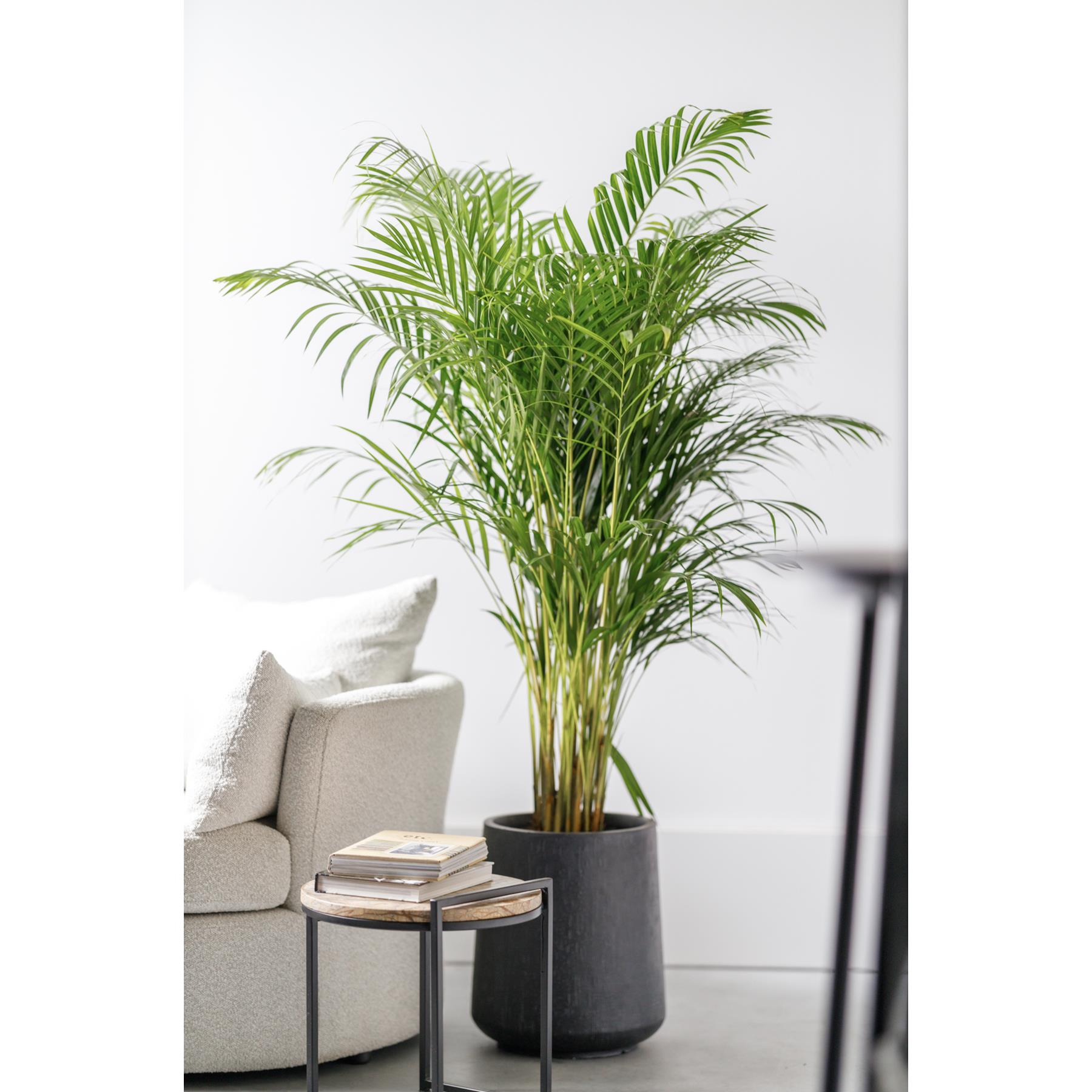 Fleurdirect Goudpalm Areca L