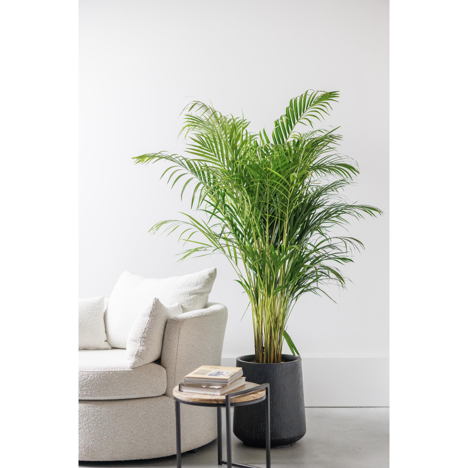 Fleurdirect Goudpalm Areca L