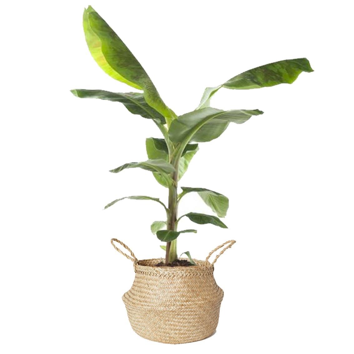 Fleurdirect Bananenplant Musa in gevlochten mand M