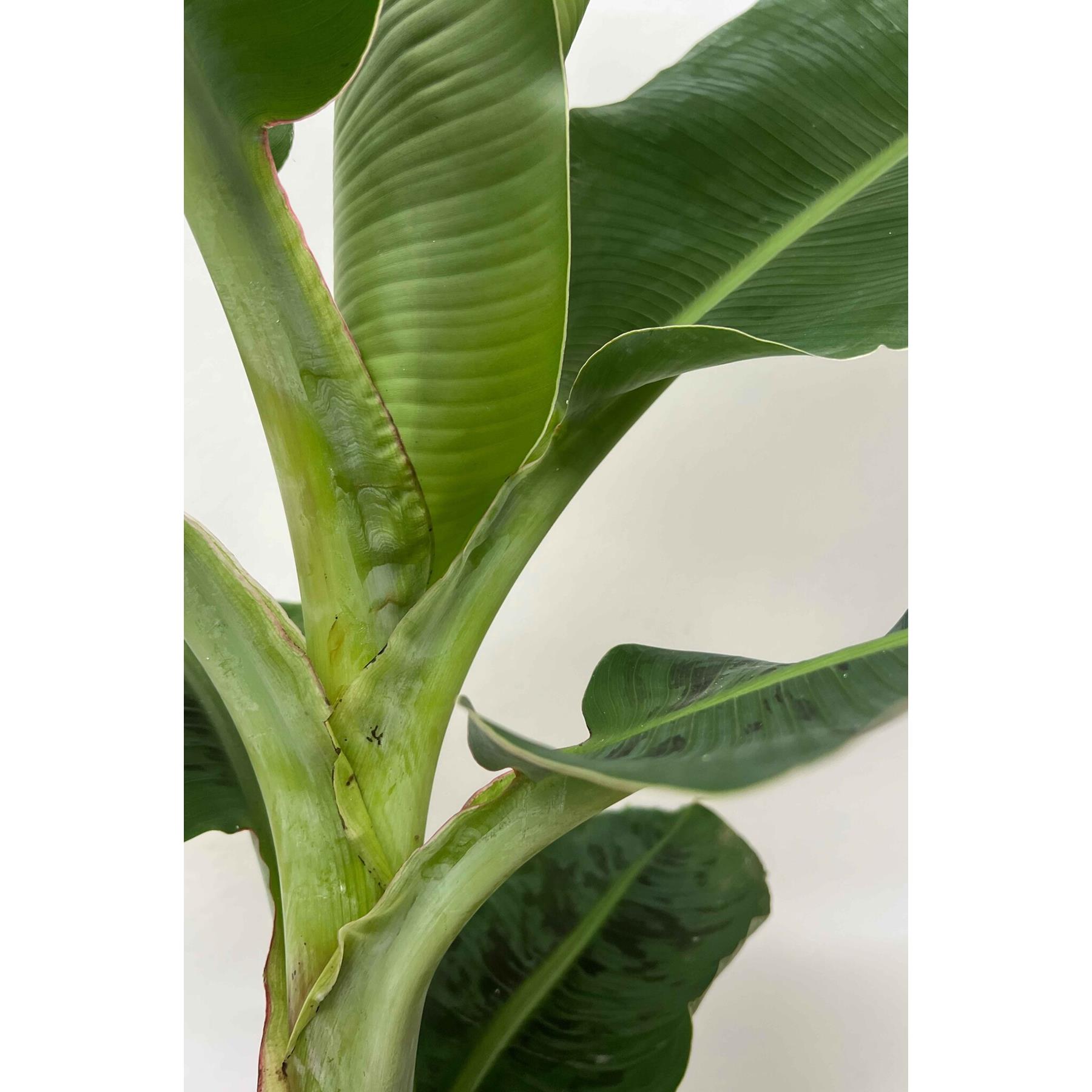 Fleurdirect Bananenplant Musa in gevlochten mand M