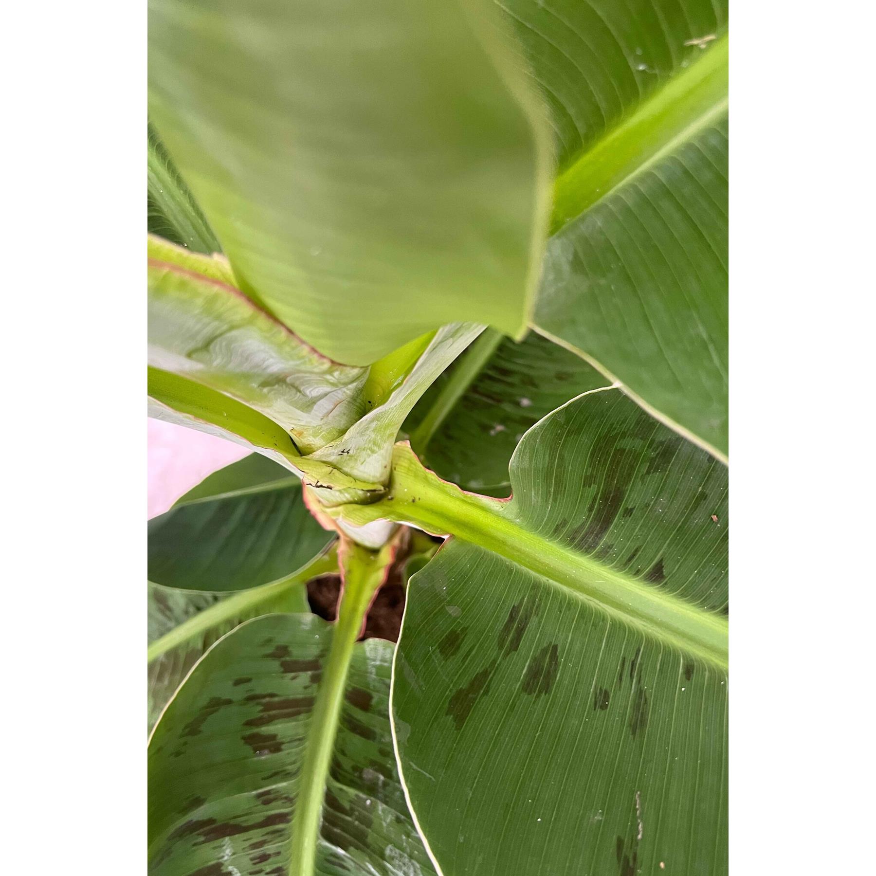 Fleurdirect Bananenplant Musa in gevlochten mand M