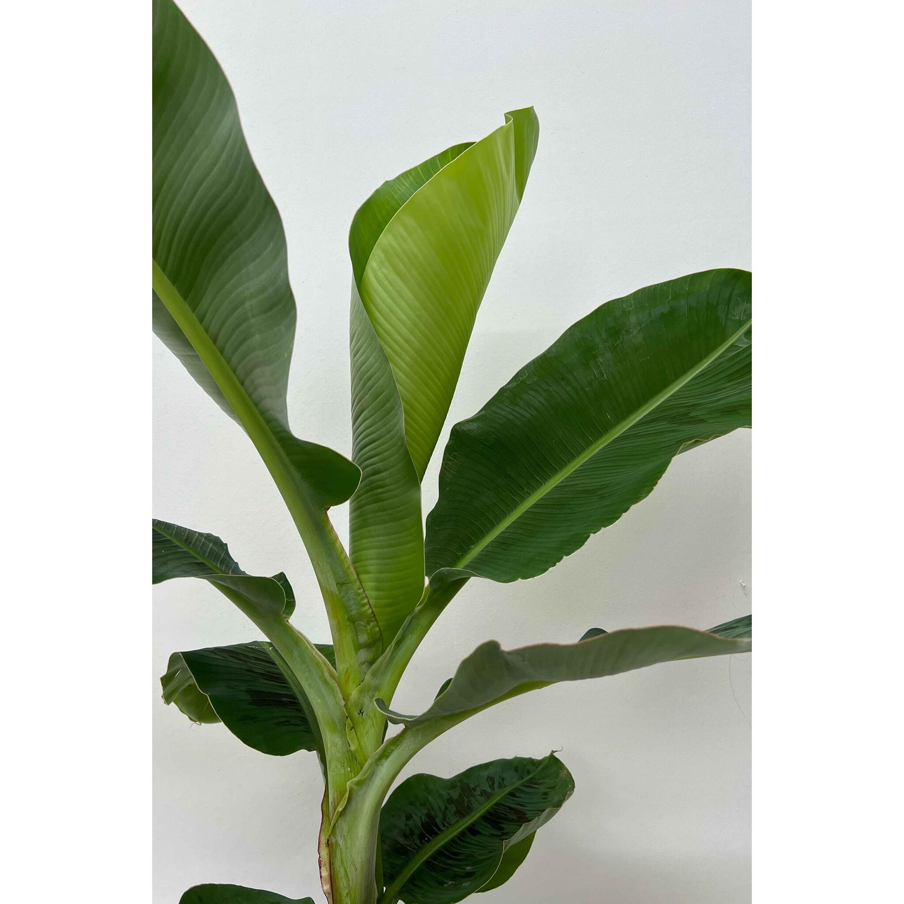 Fleurdirect Bananenplant Musa in gevlochten mand M