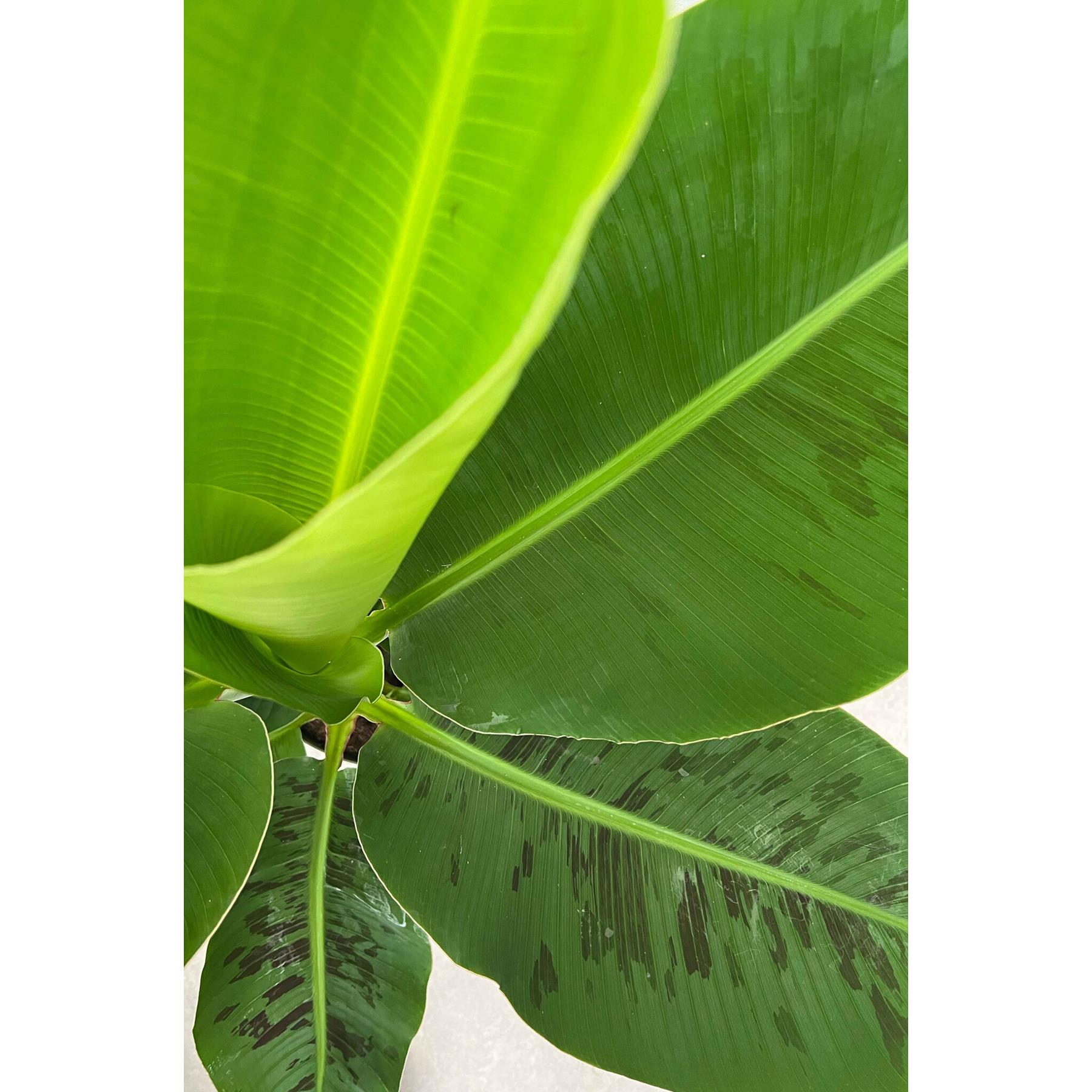 Fleurdirect Bananenplant Musa in gevlochten mand M