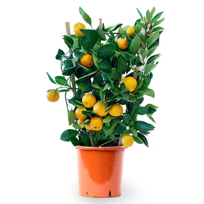 Fleurdirect Sinaasappelboom op rek M