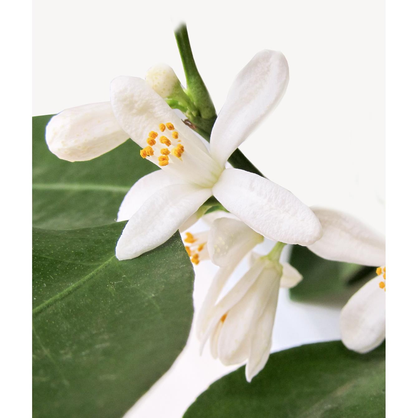Fleurdirect Sinaasappelboom op rek M