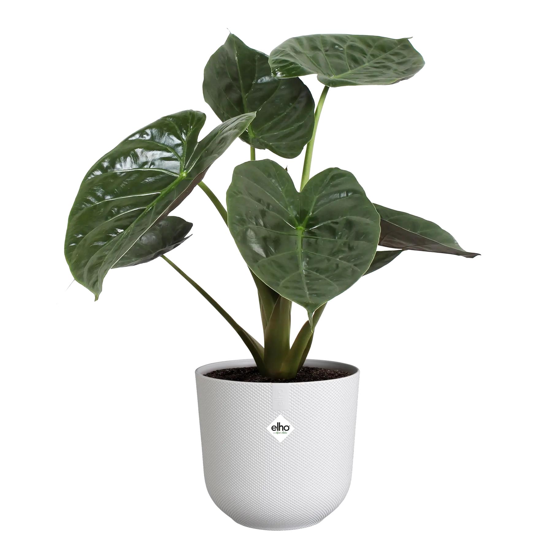 elho Jazz Bloempot - Ø 26 cm - Silky White