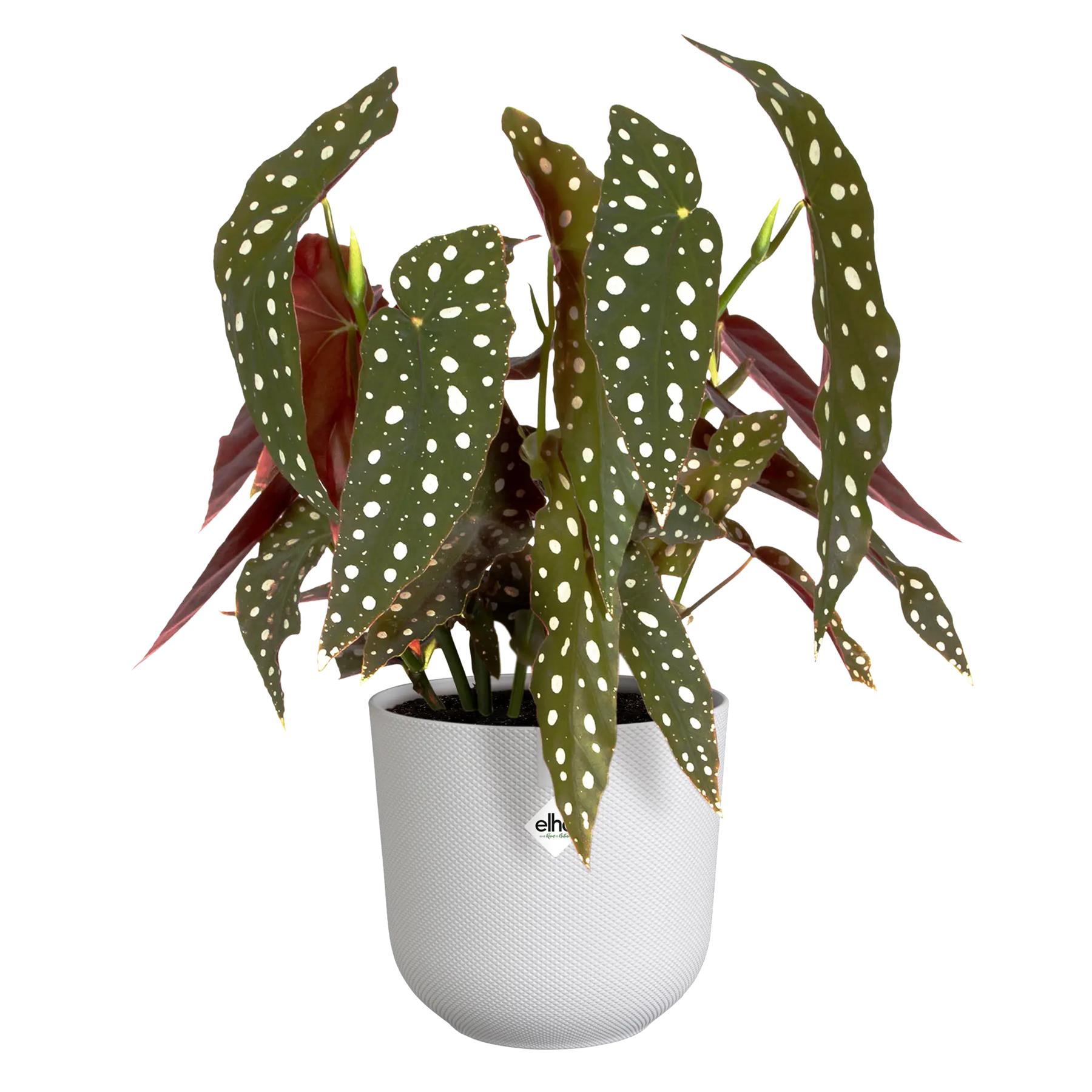 elho Jazz Bloempot - Ø 19 cm - Silky White