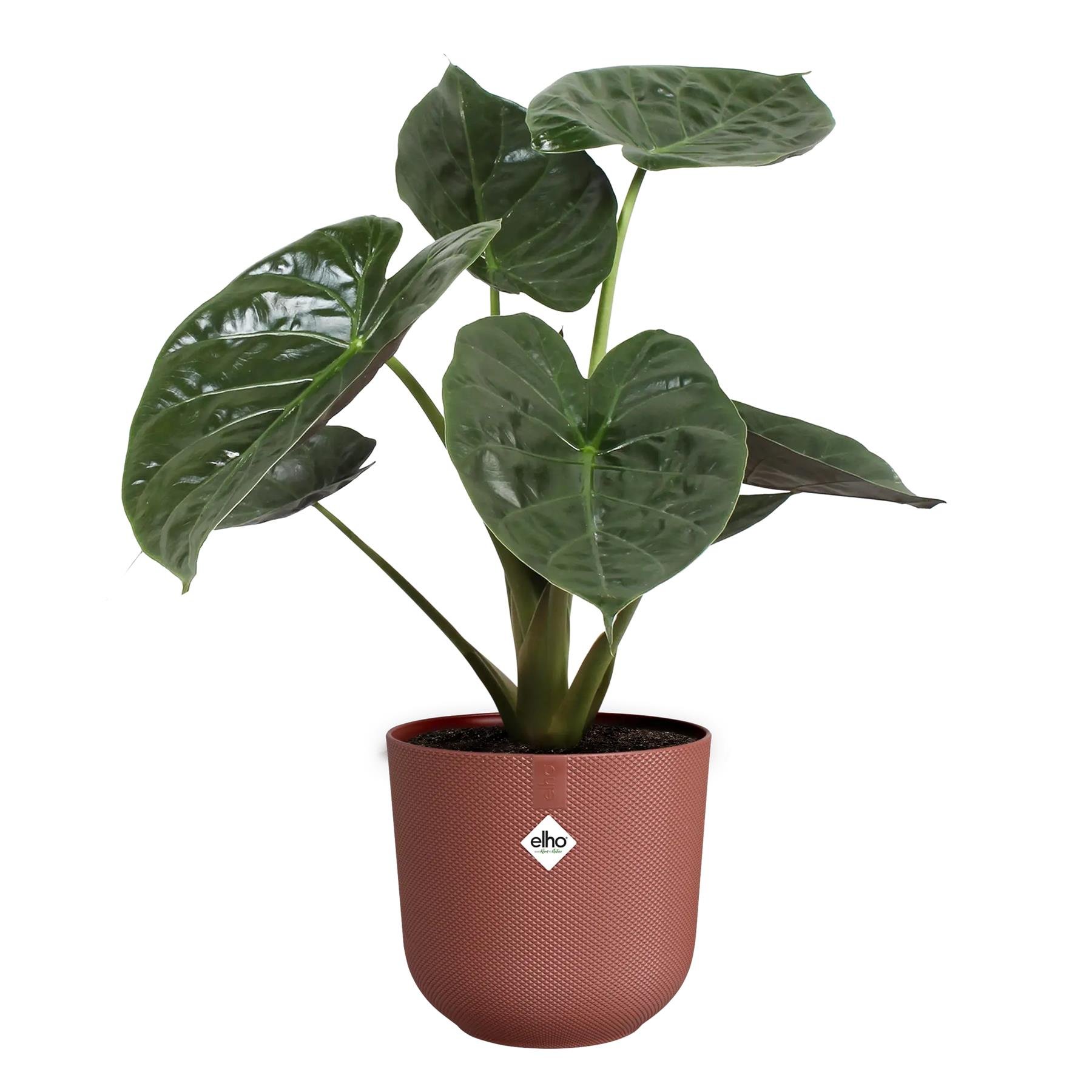 elho Jazz Bloempot - Ø 26 cm - Tuscan Red