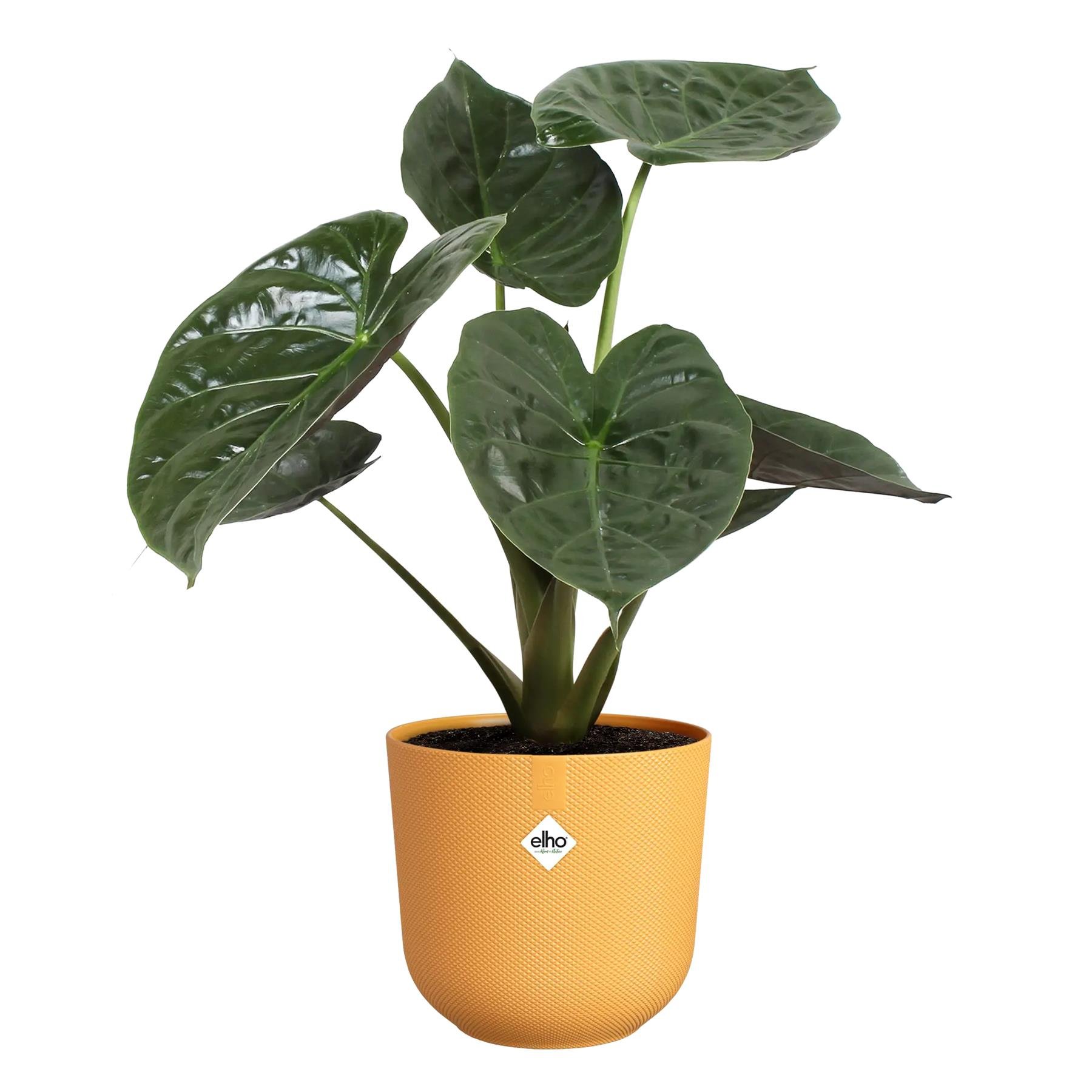 elho Jazz Bloempot - Ø 23 cm - Amber Yellow