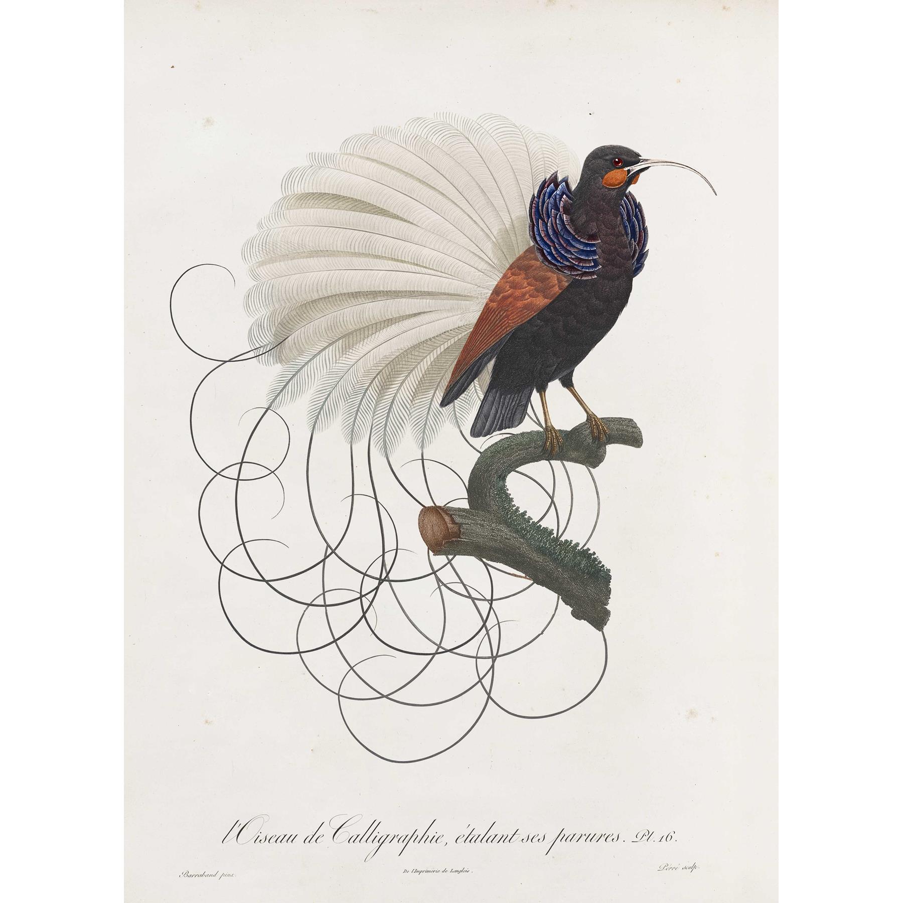 Moooi Carpets Calligraphy Bird vloerkleed 350