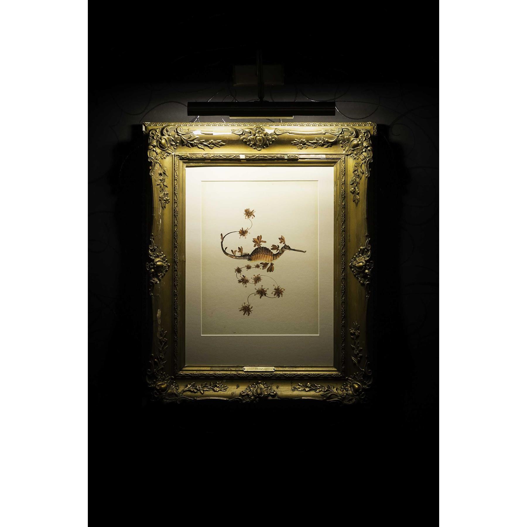 Moooi Carpets Blooming Seadragon vloerkleed 200x300