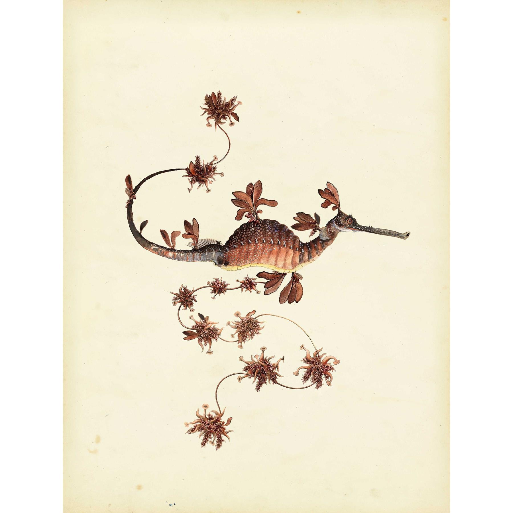Moooi Carpets Blooming Seadragon vloerkleed 200x300