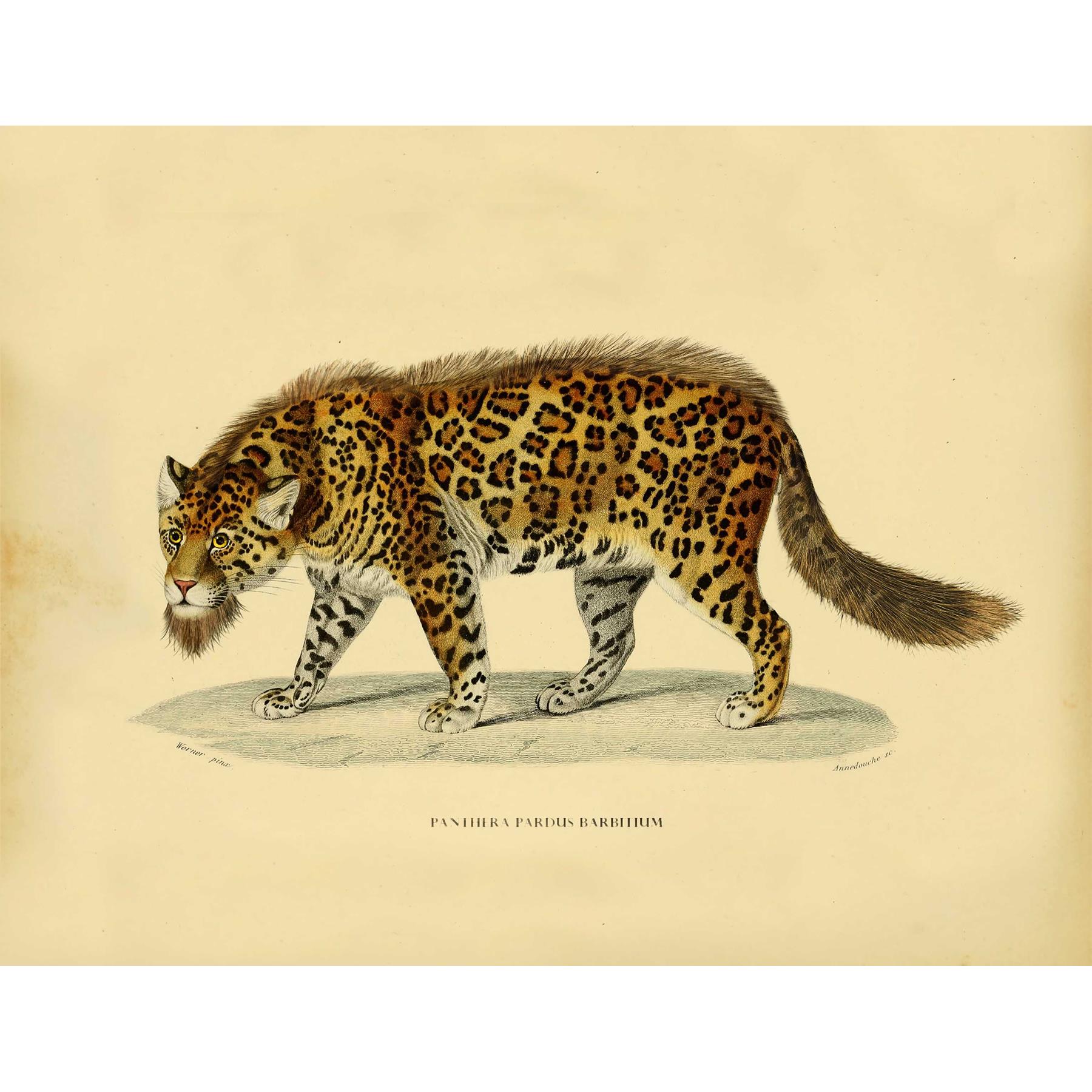 Moooi Carpets Bearded Leopard 1 vloerkleed 206x249