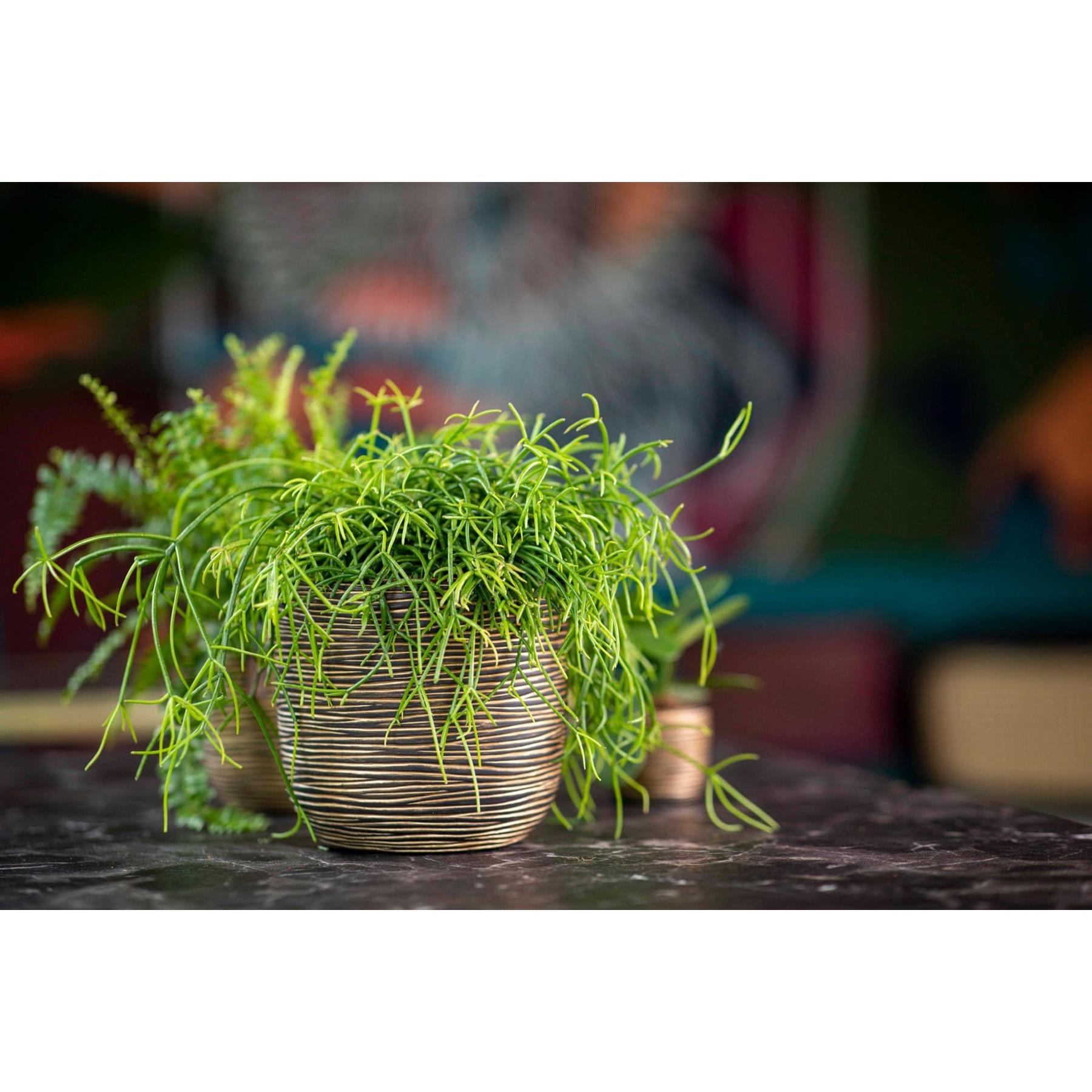 Capi Europe Bloempot bol Rib Gold - 9x8 - Goud