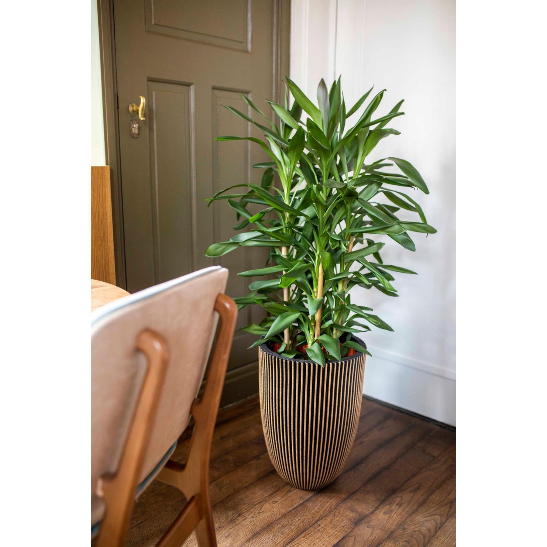 Capi Europe Vaas elegant laag Groove NL - 34x46 - Antraciet