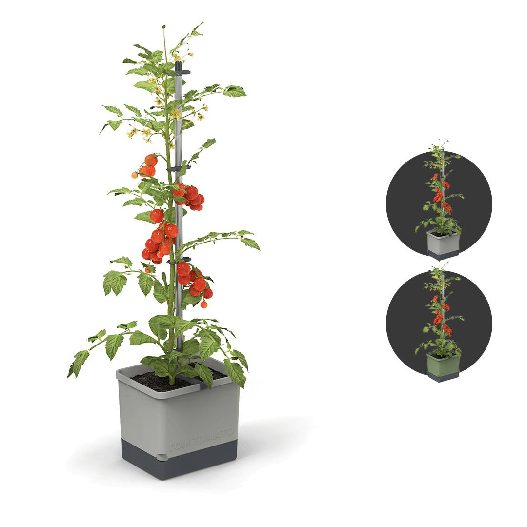 Gusta Garden - Tom Tomato - Tomatenplantenbak met watertank