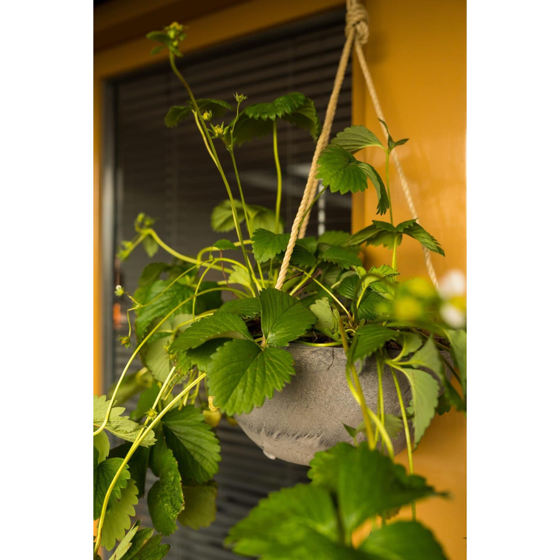 Artstone Hanger Fiona - 25x12 - Oak