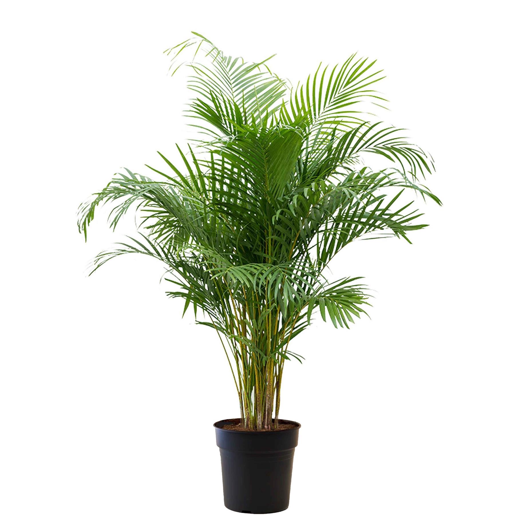 Fleurdirect Goudpalm Areca L