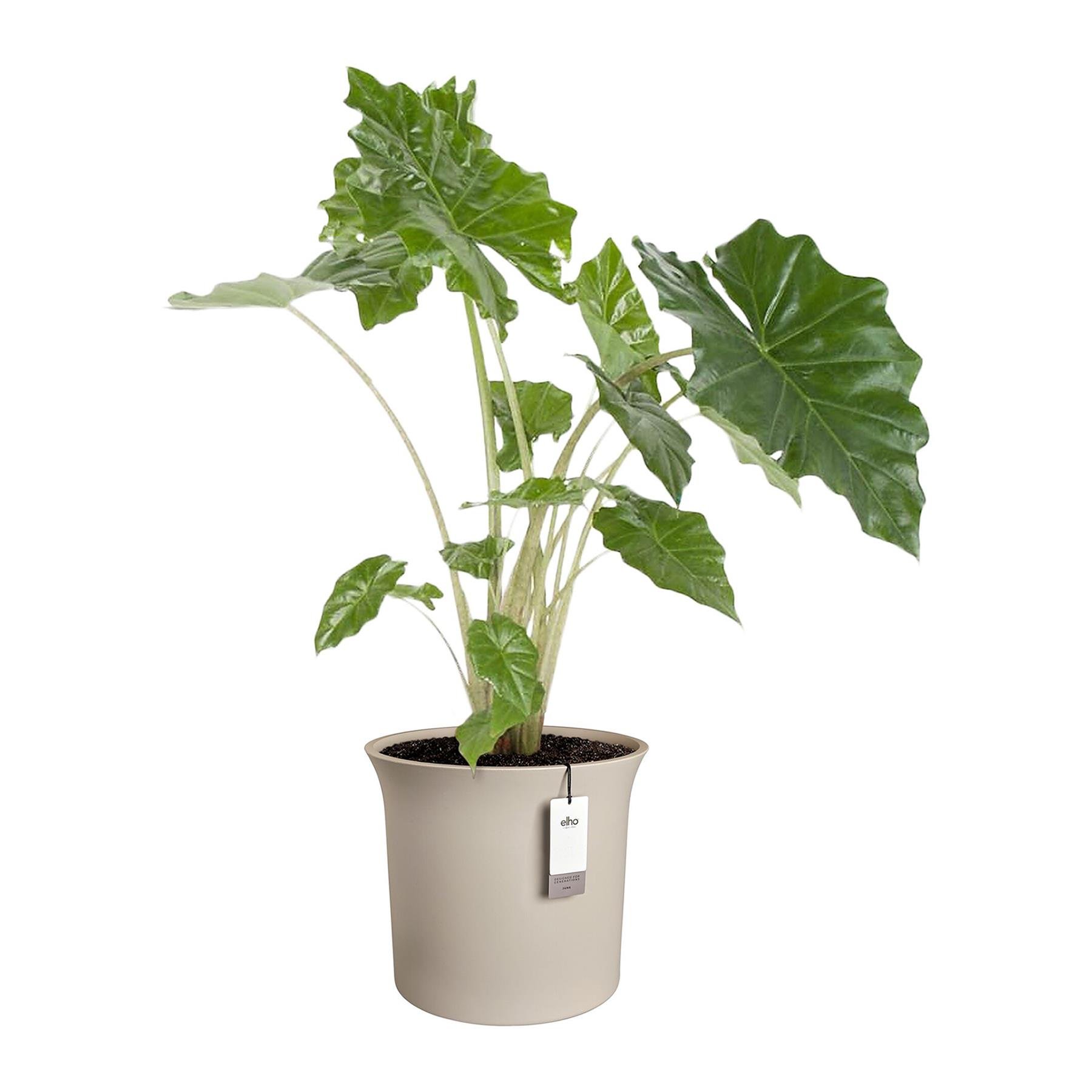 Elho June Tulip 47 - Balanced beige - Ø 47 x H 43 cm - Binnen en Buiten - 100% gerecycled