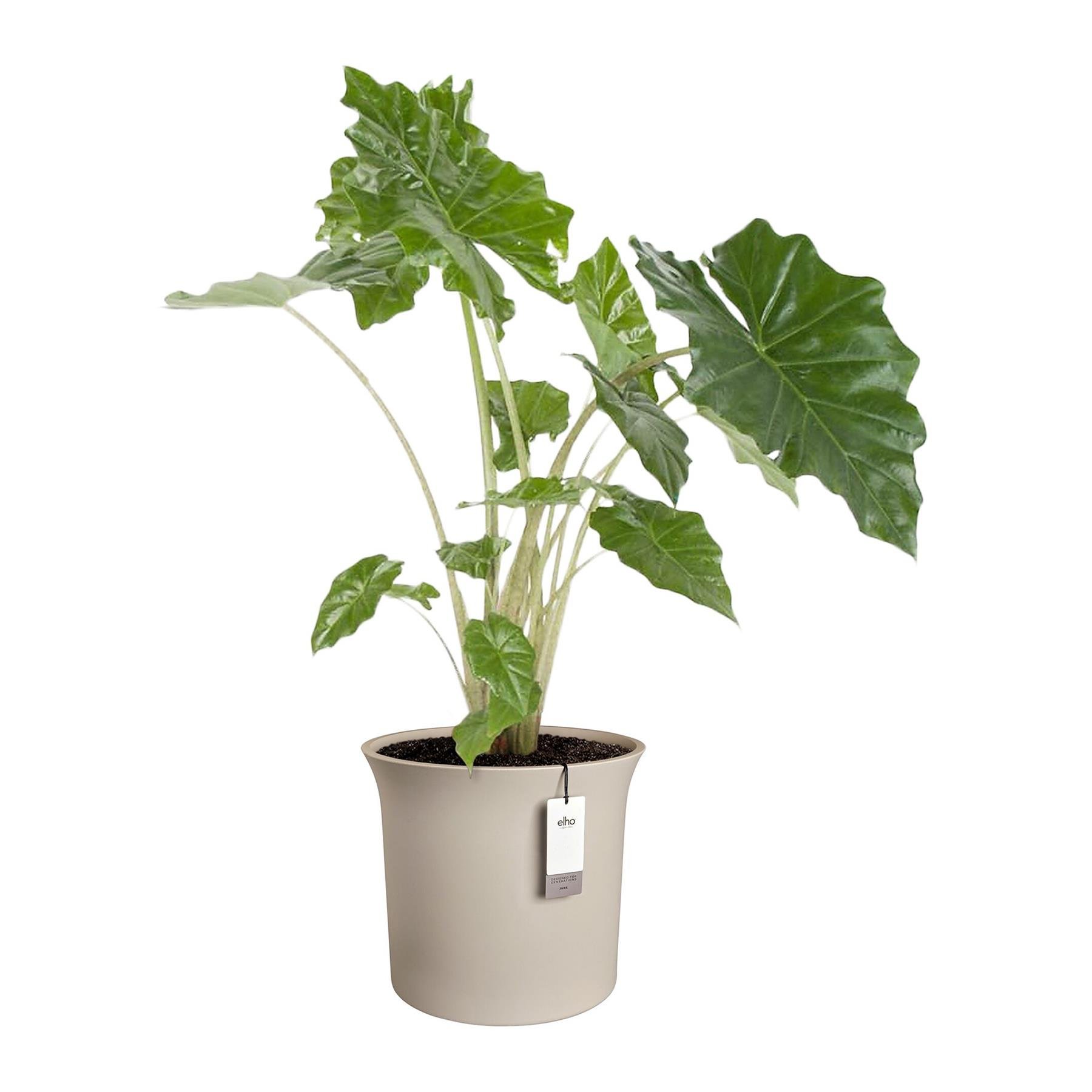 Elho June Tulip 40 - Balanced beige - Ø 39 x H 36 cm - Binnen en Buiten - 100% gerecycled