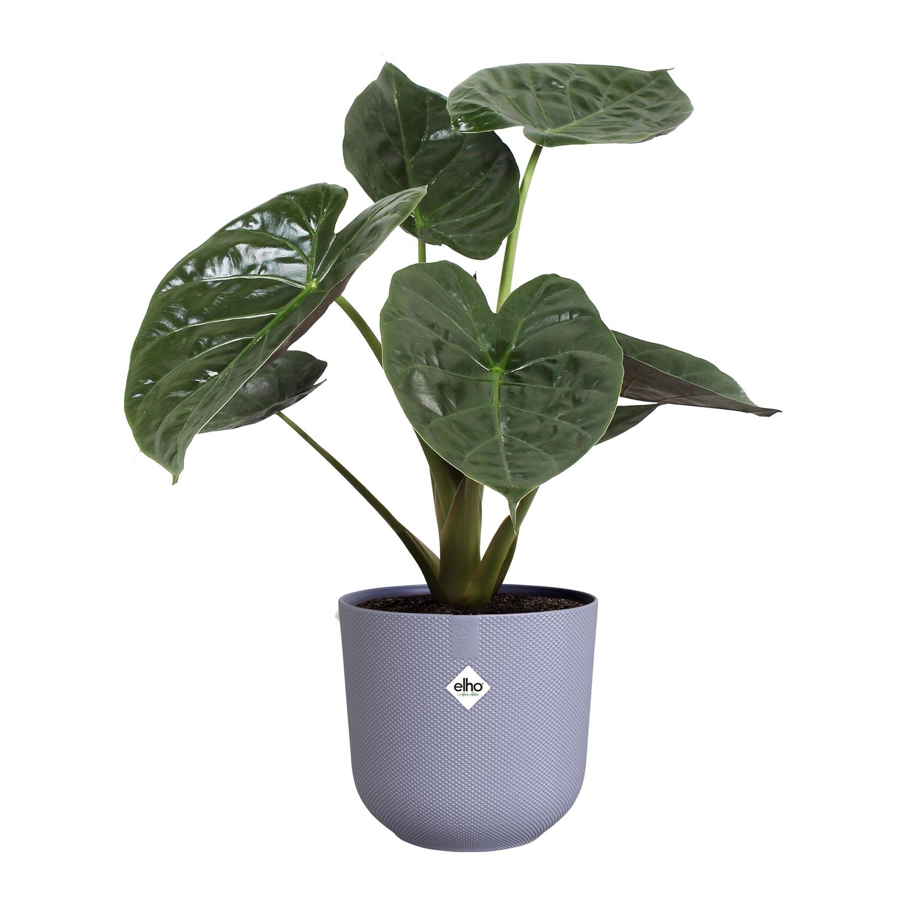 Elho Jazz Rond 30 - Paars - L 30 x B  x H 27 cm - Binnen - 100% gerecycled