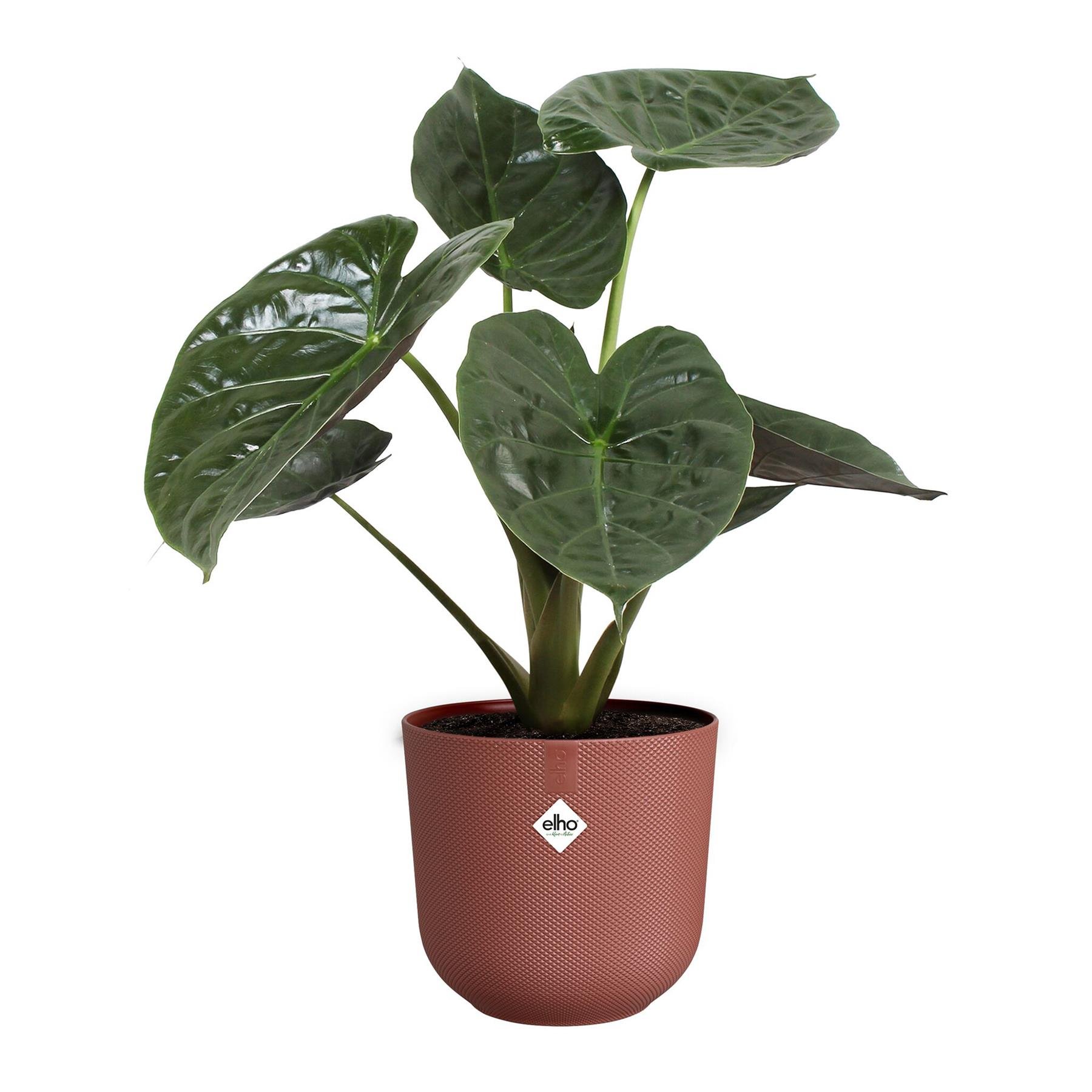 Elho Jazz Rond 35 - Rood - L 35 x B  x H 32 cm - Binnen - 100% gerecycled