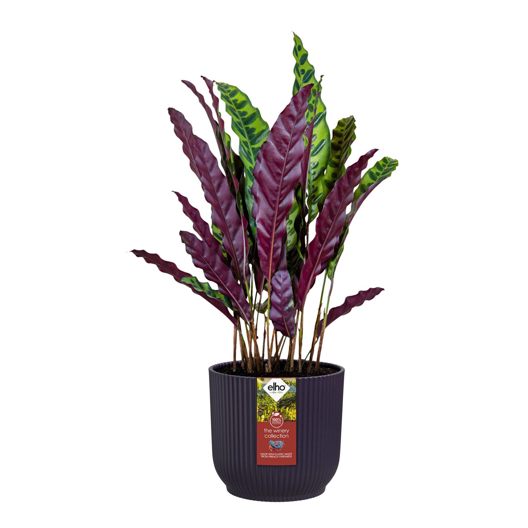 Elho The Winery Collection 22 - Paars - L 22 x B  x H 20 cm - Binnen - 100% gerecycled