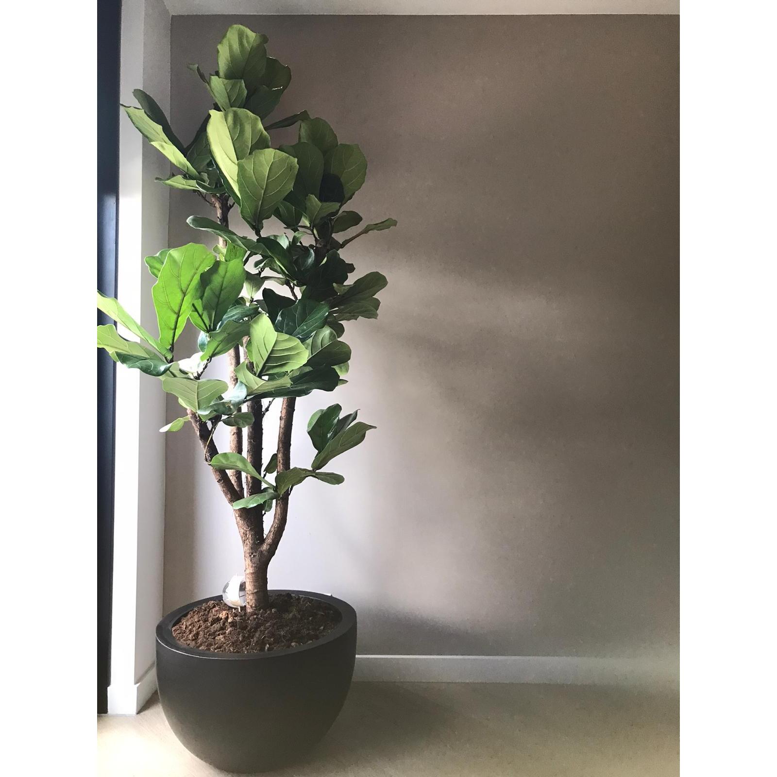 Vase The World - Louisiana - black Ø60 x H38 cm