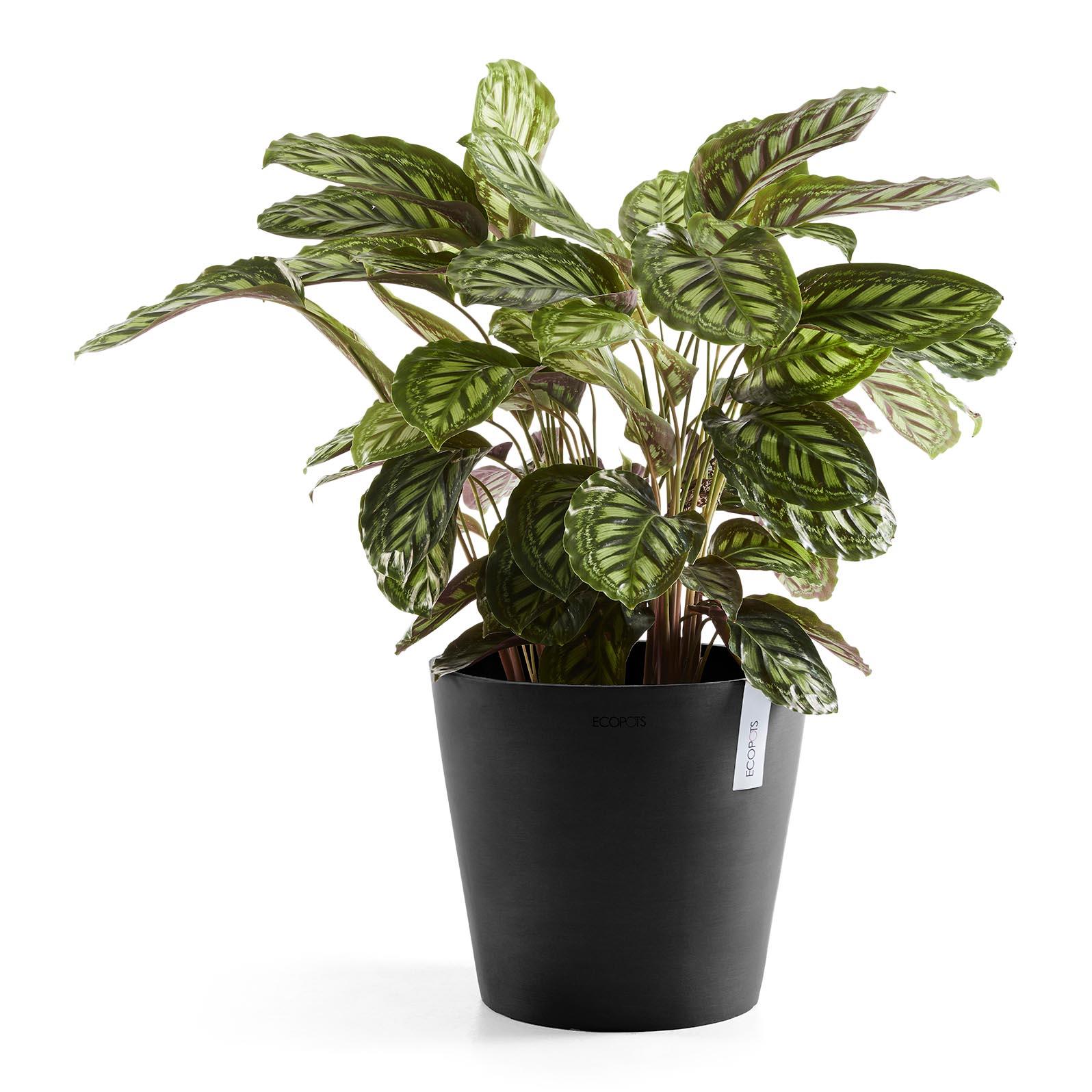 Ecopots Amsterdam 40