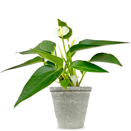 Fleurdirect Babyplant Anthurium wit