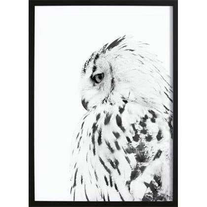 Wallified  Owl Poster -  - Natuur - Landschap - Zee - Poster