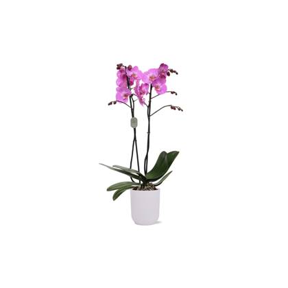 Green Bubble - Las Palmas orchidee (2 tak Phalaenopsis) inclusief elho Vibes Orchid transparant Ø12,5 - 50 cm
