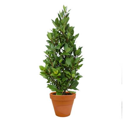 Fleurdirect Laurus Nobilis Struik S in TerraCotta