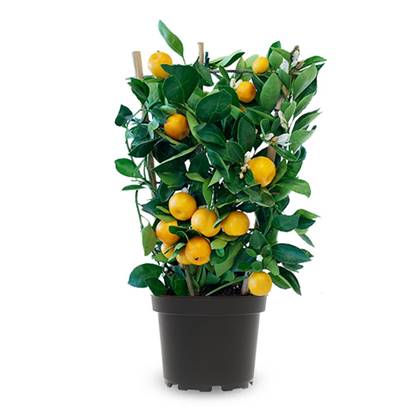 Fleurdirect Sinaasappelboom