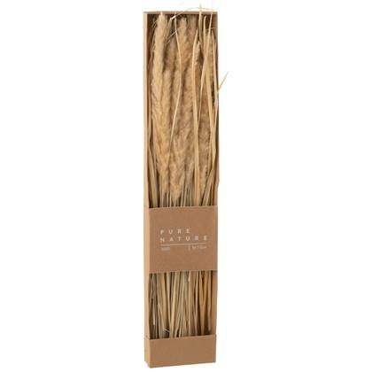 J-Line droogbloemen - doos gedroogde grass - naturel Beige